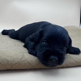 Lime green - Black male Miniature Schnauzer puppy in Arlington, Texas from Blissful Standards