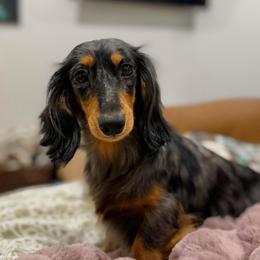 Poppy - Dachshund