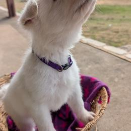 German Shepherd Puppies from Haven Farm
