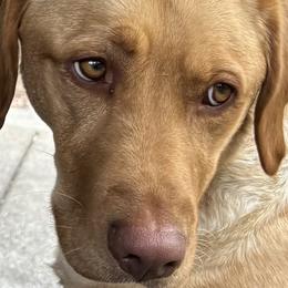 Labrador Retrievers from Stirpe Corleone Labradors