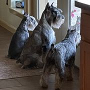 Miniature Schnauzer and Standard Schnauzer All Grown Up from Southcross Miniature Schnauzers and Standard Schnauzers