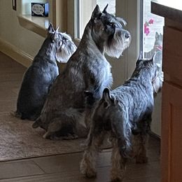 Miniature Schnauzer and Standard Schnauzer All Grown Up from Southcross Miniature Schnauzers and Standard Schnauzers