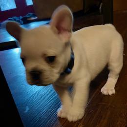 Purple - Cream female French Bulldog puppy in Richmond, Texas from Du Bone Frenchies & Pet Services Network