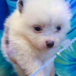 True Blue Parti - Rare Roan - Blue parti male Pomeranian puppy in Albany, Oregon from Purrs N Poms