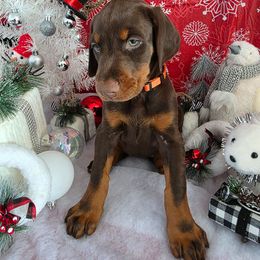 Orange - Red and rust female Doberman Pinscher puppy in Anderson, Indiana from Legendary Kennels
