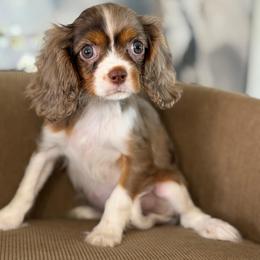 Ramen - Tri-color female Cavalier King Charles Spaniel puppy in Yuciapa, California from AlltheDoodlez_