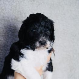 Frosty (Brown Band) - Tri-color male Labradoodle puppy in Plainfield, New Jersey from Caris Paws Poodles and Labradoodles