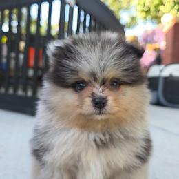 Presley - Black and tan male Pomeranian puppy in San Jose, California from Ruby's Sky's Kennels Pomeranian's