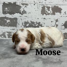 Moose - Parti male Goldendoodle puppy in Nortonville, Kentucky from Deb’s KY Doodles