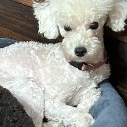 Barbie - Cavalier King Charles Spaniel