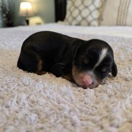 Lady - Black and tan female Cavapoo puppy in Floyd, Virginia from Hearts and Paws Poodles and Doodles