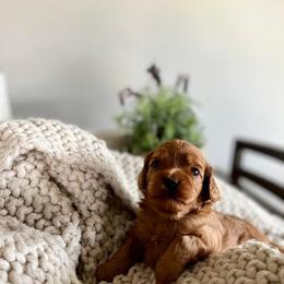 Cavalier King Charles Spaniels from Eternal Cottage