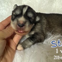 Stone - Gray and white male Siberian Husky puppy in Florence, Kentucky from Moonlight Howl Huskies