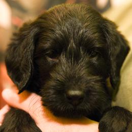 Labradoodles and Labrador Retrievers from Carter Farm