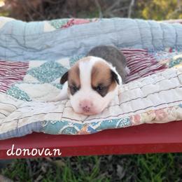 Donovan - Sable male Pembroke Welsh Corgi puppy in Nixa Or Houston, Missouri from Pistol Creek Puppies