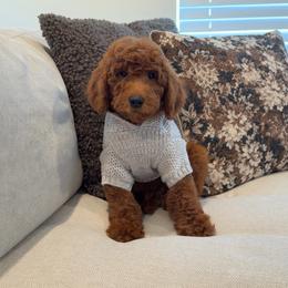 Bruno - Red  male Goldendoodle puppy in Anaheim, California from Cuddle Bear Doodles