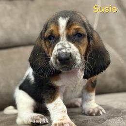 Susie - Black brown and white female Basset Hound puppy in Oronogo, Missouri from Dutton's Show Me Farms