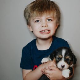 American Corgi, Pembroke Welsh Corgi, and Yorkshire Terrier Puppies from Ingram's Corgis & Yorkies