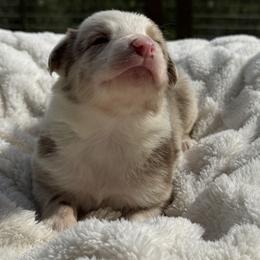 Bacon - Red merle male Border Collie puppy in East Ellijay, Georgia from Nine Peaks Border Collies