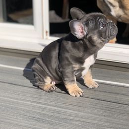 French Bulldog Puppies from MadCity Frenchies