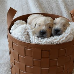 Golden Retriever Puppies from Graciegold Retrievers