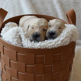 Golden Retriever Puppies from Graciegold Retrievers