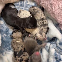 Chihuahua puppies from Guardian’s of the Chihuahuas