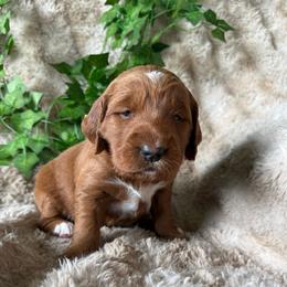 Giraffe - Red  female Goldendoodle puppy in Harrisburg, Oregon from Dolly’s Doods