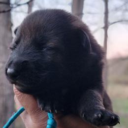 Aqua Collar - Alma - Sable female German Shepherd puppy in Augusta, West Virginia from Cricket Hollow Canines