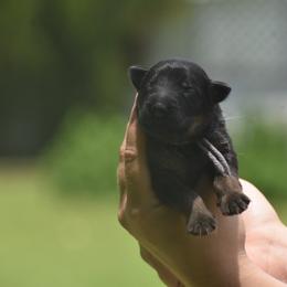 Purple collar female - Sable female German Shepherd puppy in Marianna, Florida from Haus M Godwin