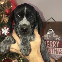 German Shorthaired Pointers from Hatcher’s GSP’s