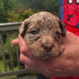 Boy 2 - Cafe au lait male Springerdoodle puppy in Sterling, Michigan from Springerdoodles In MI