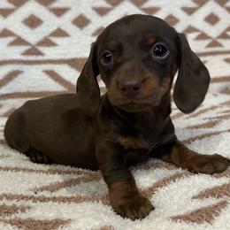 Cutie - Chocolate female Dachshund puppy in Copperhill, Tennessee from Tuff Country Farm