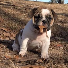 Bulldogs from Bonham Bullies