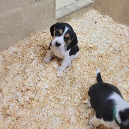 Beagle and Pembroke Welsh Corgi Puppies from Country Acres Farm