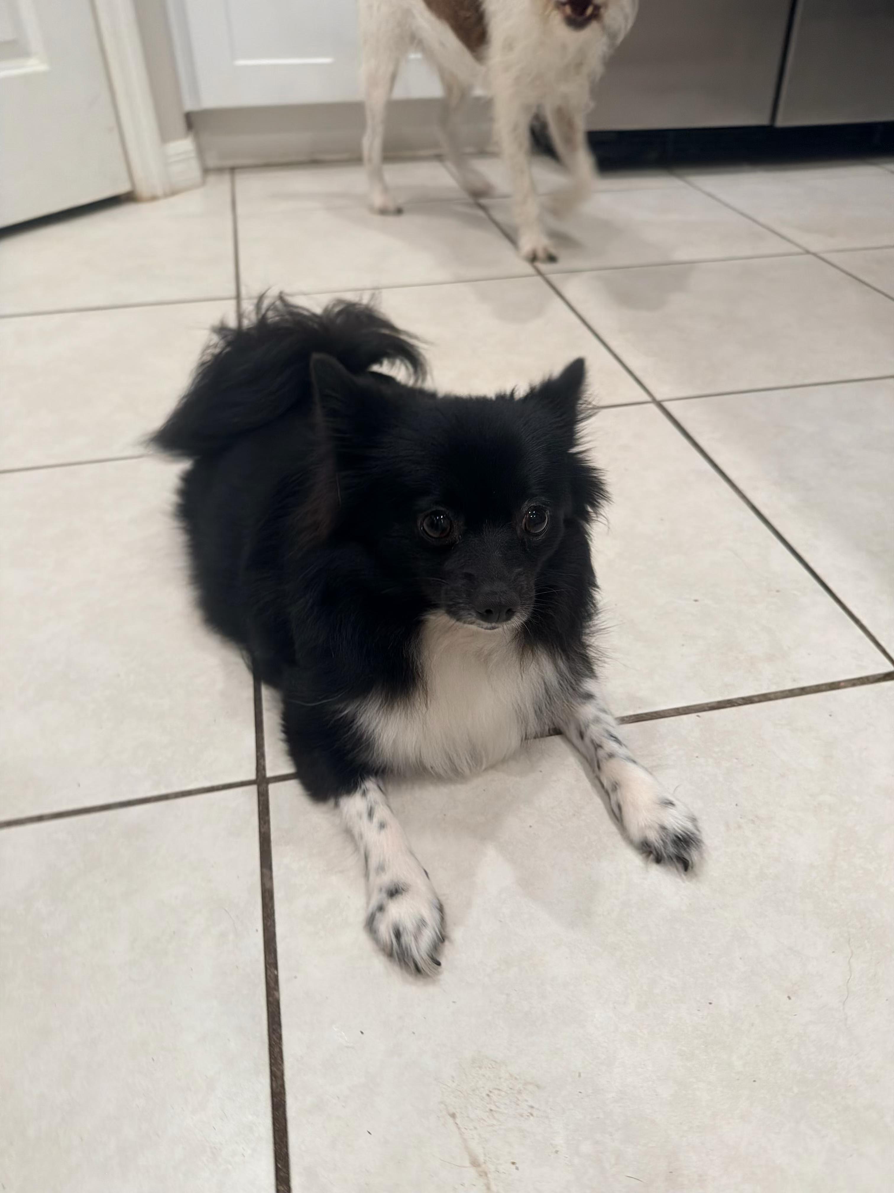 Bella