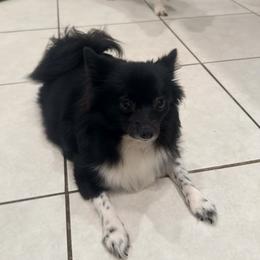 Bella - Pomeranian