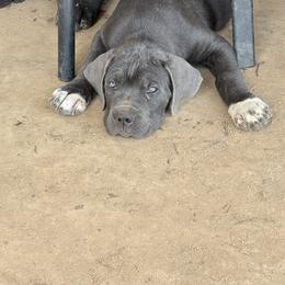 Cane Corso Puppies from Kero corsos