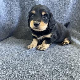 Boy 68767 - Black and tan male Dachshund puppy in Spring Hope, North Carolina from Hogan’s Lowrider Hounds