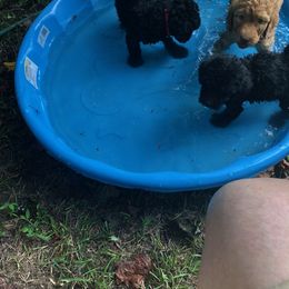 Labradoodle Puppies from Hippie Hollow Doodles