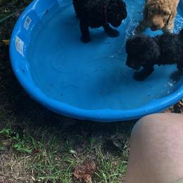 Labradoodle Puppies from Hippie Hollow Doodles