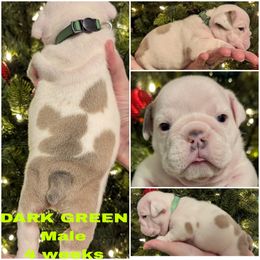 Bulldog Puppies from Hayzlett Family English Bulldogs