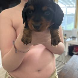Hunter - Black and tan male Dachshund puppy in Tomball, Texas from Gutierrez House of Doxies