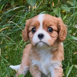 Ollie - Blenheim male Cavalier King Charles Spaniel puppy in Greensboro, North Carolina from Hyde Park Cavaliers