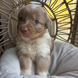 Bonnie - Red merle female Australian Shepherd puppy in Grants Pass, Oregon from Carmel Mountain Aussies