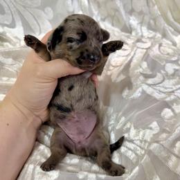 Lilac collar - Black and cream female Dachshund puppy in Centralia, Washington from FairyTail Dachshunds