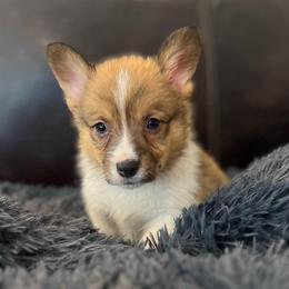 KM M4 - Sable male Pembroke Welsh Corgi puppy in Stockton, Iowa from Infinity Corgis