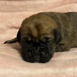 Hot Pink - Fawn female Cane Corso puppy in Paris, Texas from Knucklehead Cane Corso