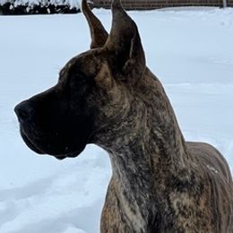 Great Danes from Aric A's Great Danes