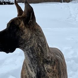 Great Danes from Aric A's Great Danes